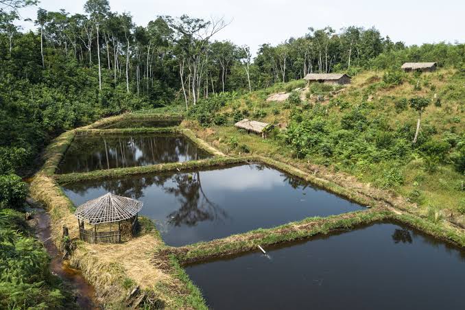  Après une évaluation complète des sites protégés: RDC: L’Unesco élève la réserve forestière de Yangambi au rang de modèle